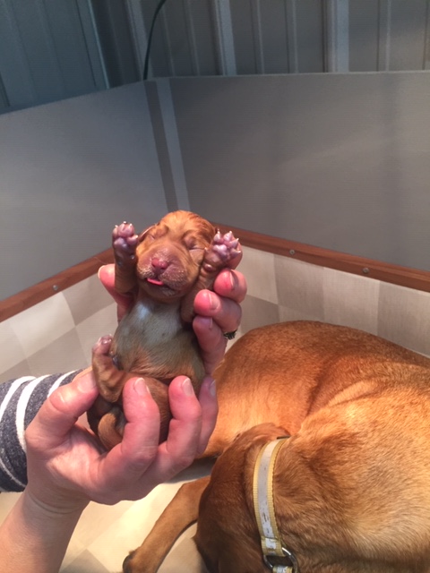 puppies newborn fox red lab balsam branch kennel tamcam10