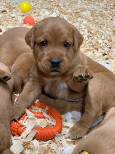 Fox Red Lab Puppies Balsam Branch Kennel Four Weeks Old
