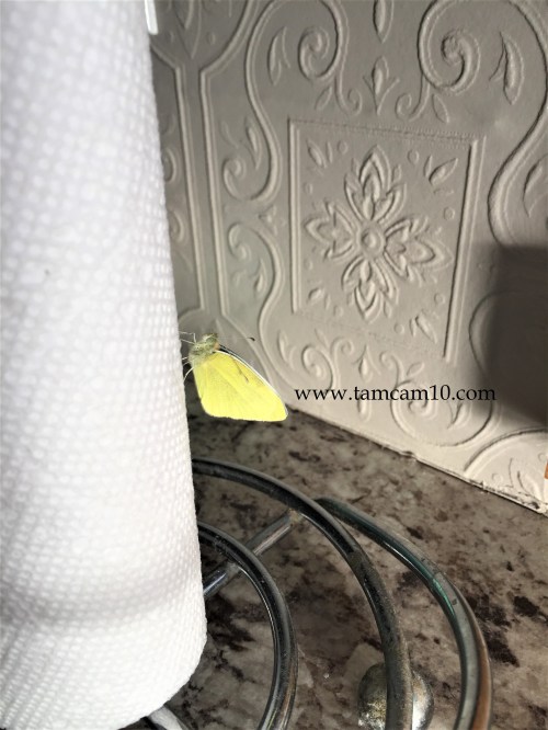 Kitchen Backsplash Ideas Embossed Wallpaper Paintable tamcam10